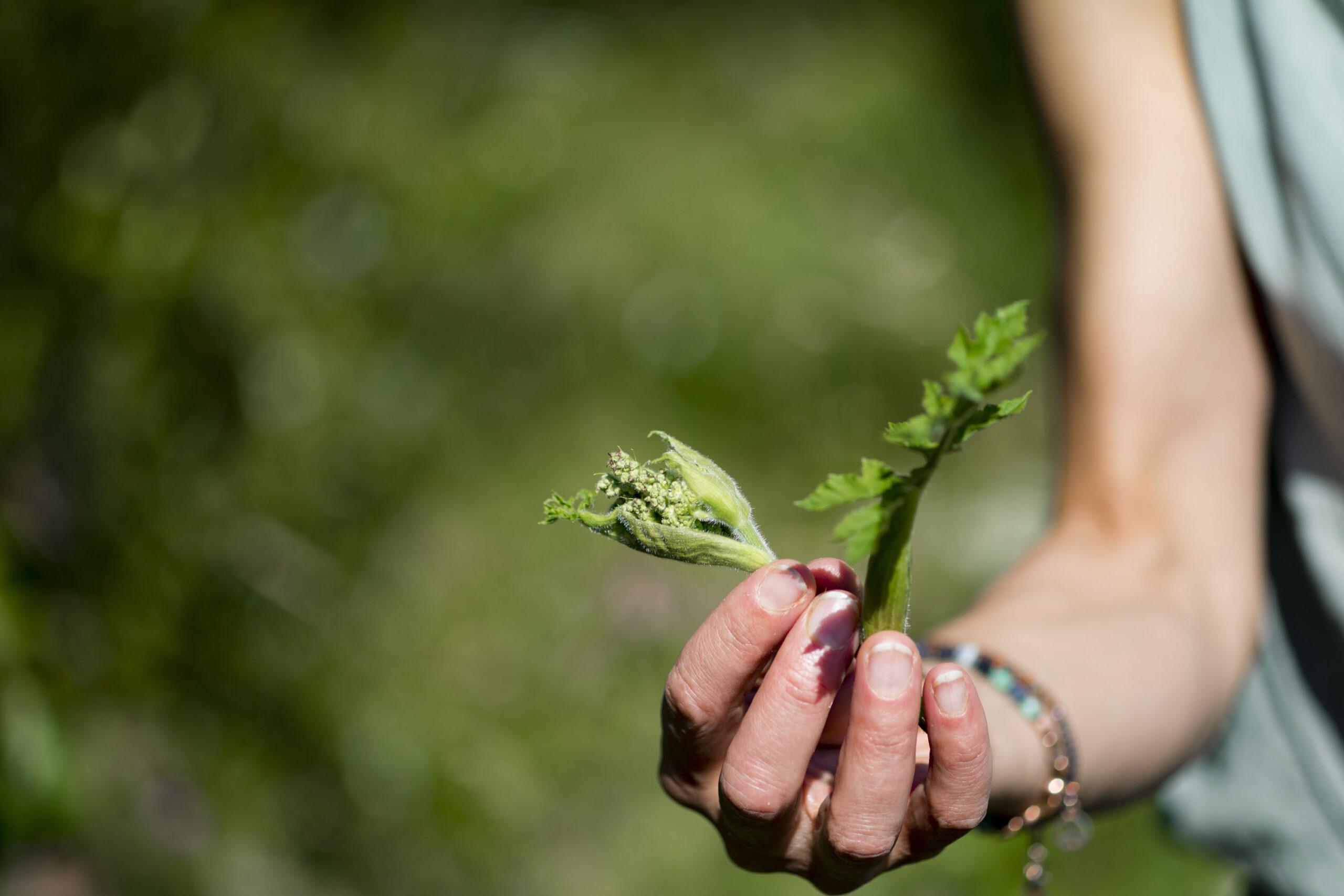 grünes Wissen - Hand mit Wiesenbärenklauknospe