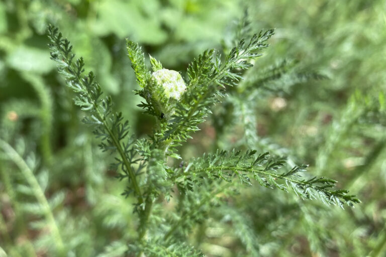 Aromatisch, genussvoll, heilkräftig:  Schafgarbe