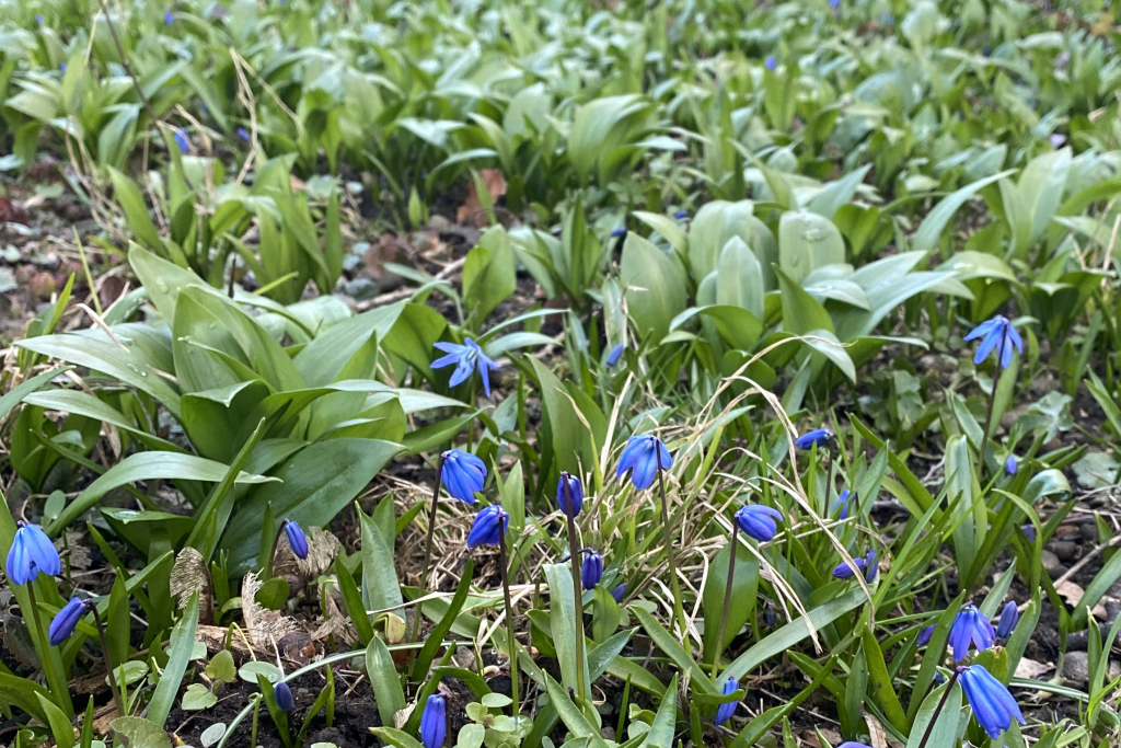 Bärlauch und Blausterne im Alten Münchner Südfriedhof