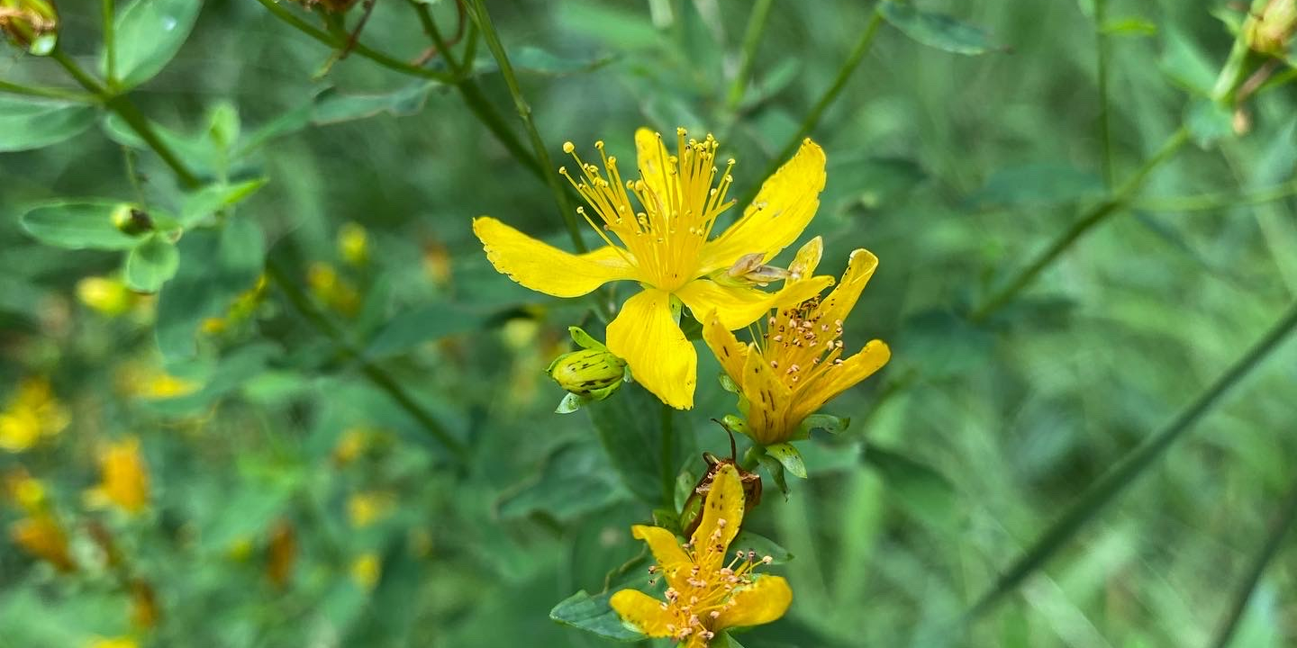 Eine Johanniskraut-Blüte